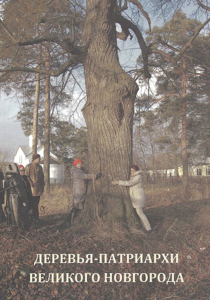 Деревья-патриархи Великого Новгорода