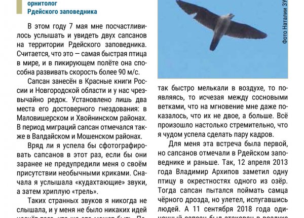 Зуева Н. Самая быстрая птица на планете
 // Новгородские ведомости. – 2021. – 26 мая