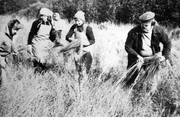  Лавров Н.И. (крайний справа ) на сельхозработах со студентами Новгородского пединститута
